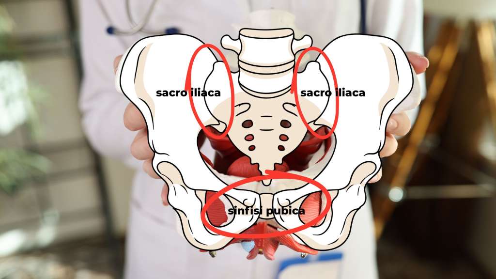 sacro iliaca e sinfisi pubica